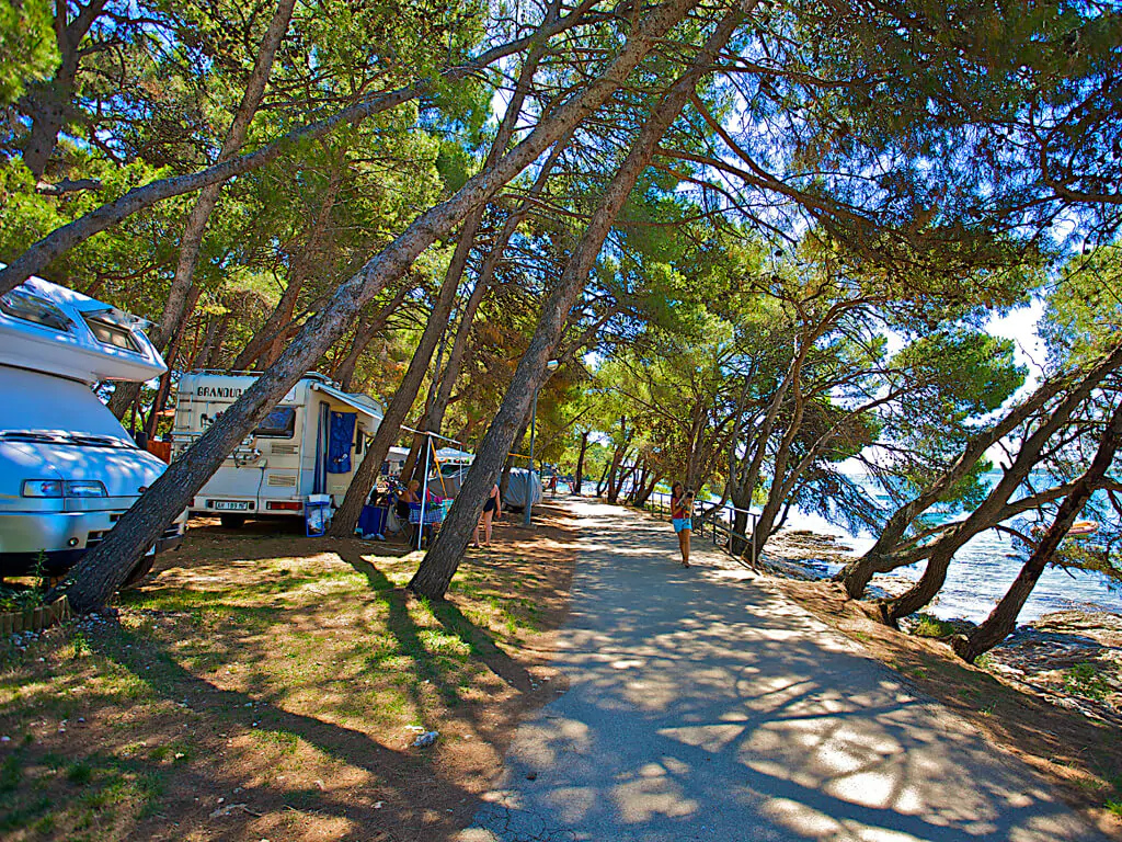 camping-medulin-pitches-in-pine-forest