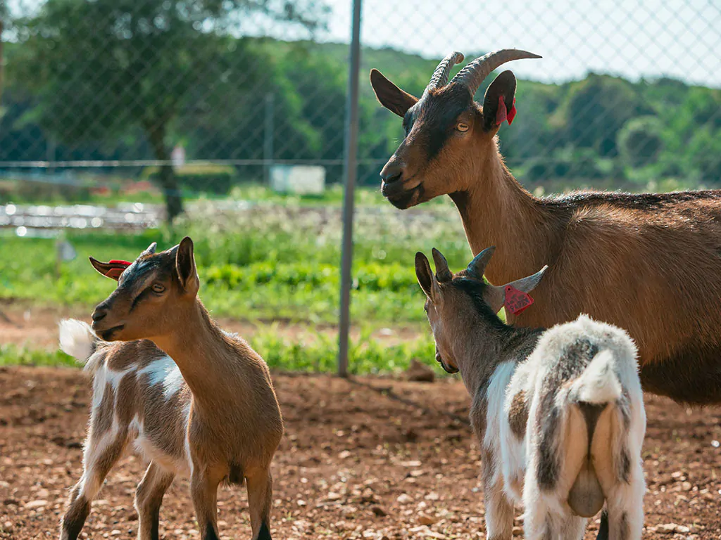 camping-resort-mon-perin-exterier-goat