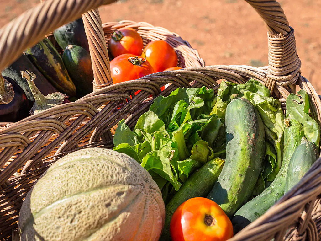 camping-resort-mon-perin-exterier-vegetables