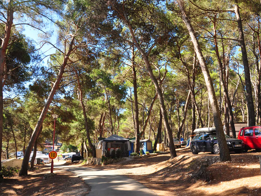 camping-tasalera-pine-forest