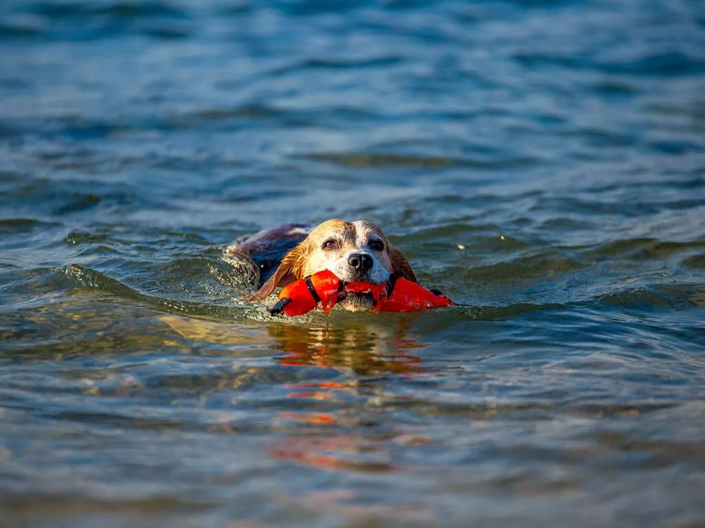 camping-omisalj-dog
