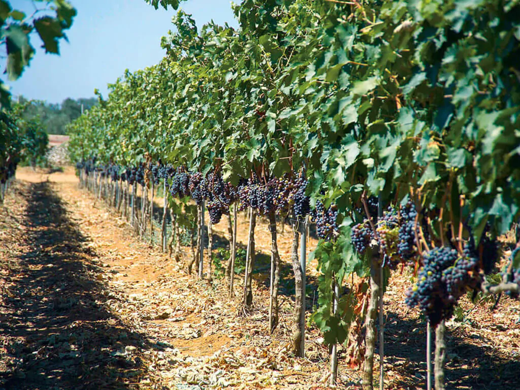 camping-la-masseria-vineyard
