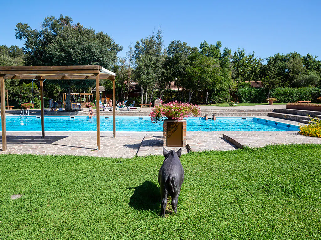 camping-montescudaio-pool