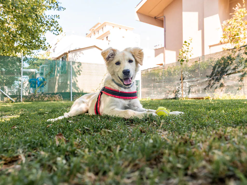 riccione-easy-camping-village-dog-area