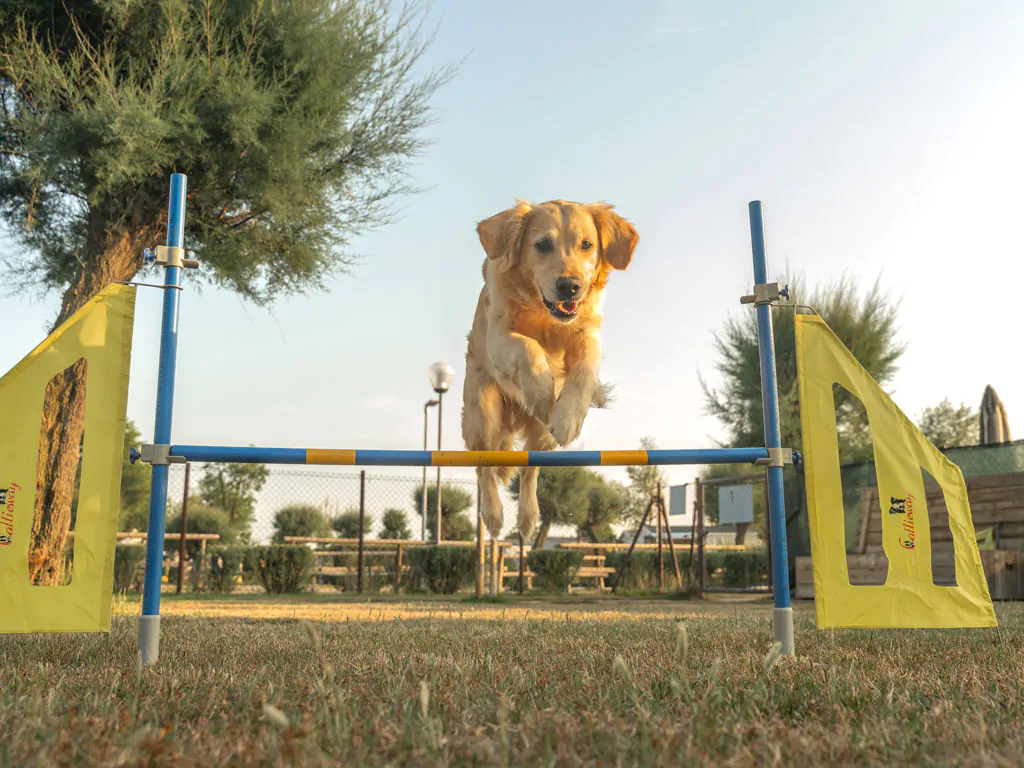 spina-family-camping-village-dog