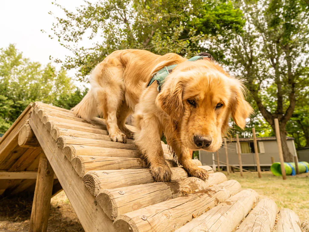 vigna-sul-mar-familiy-camping-village-dog-park-ii