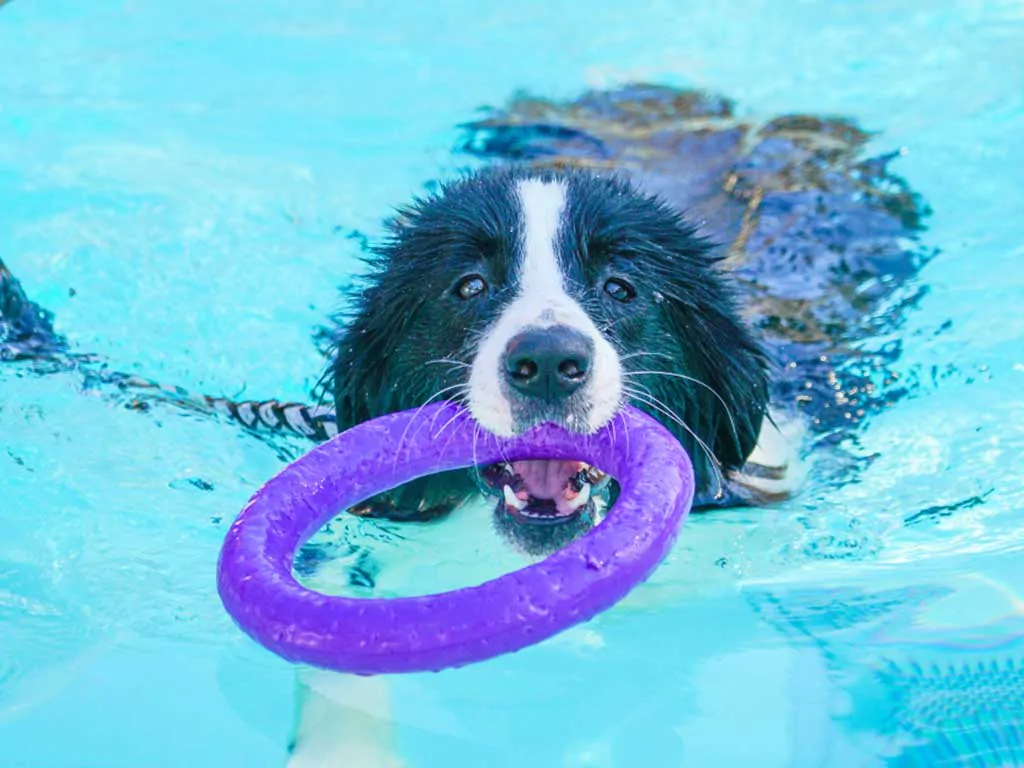 camping-union-lido-park-and-resort-dog-friendly