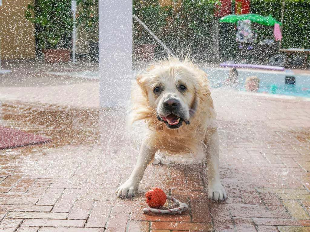 camping-union-lido-park-and-resort-pet-friendly