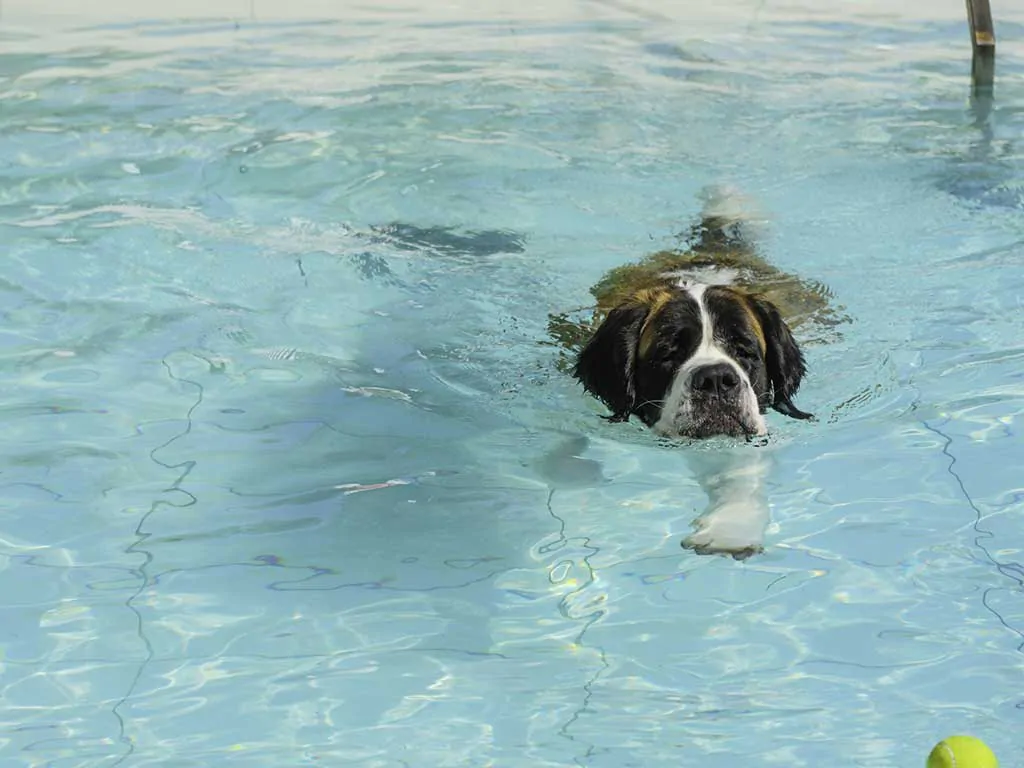 camping-union-lido-park-and-resort-pool-with-dog