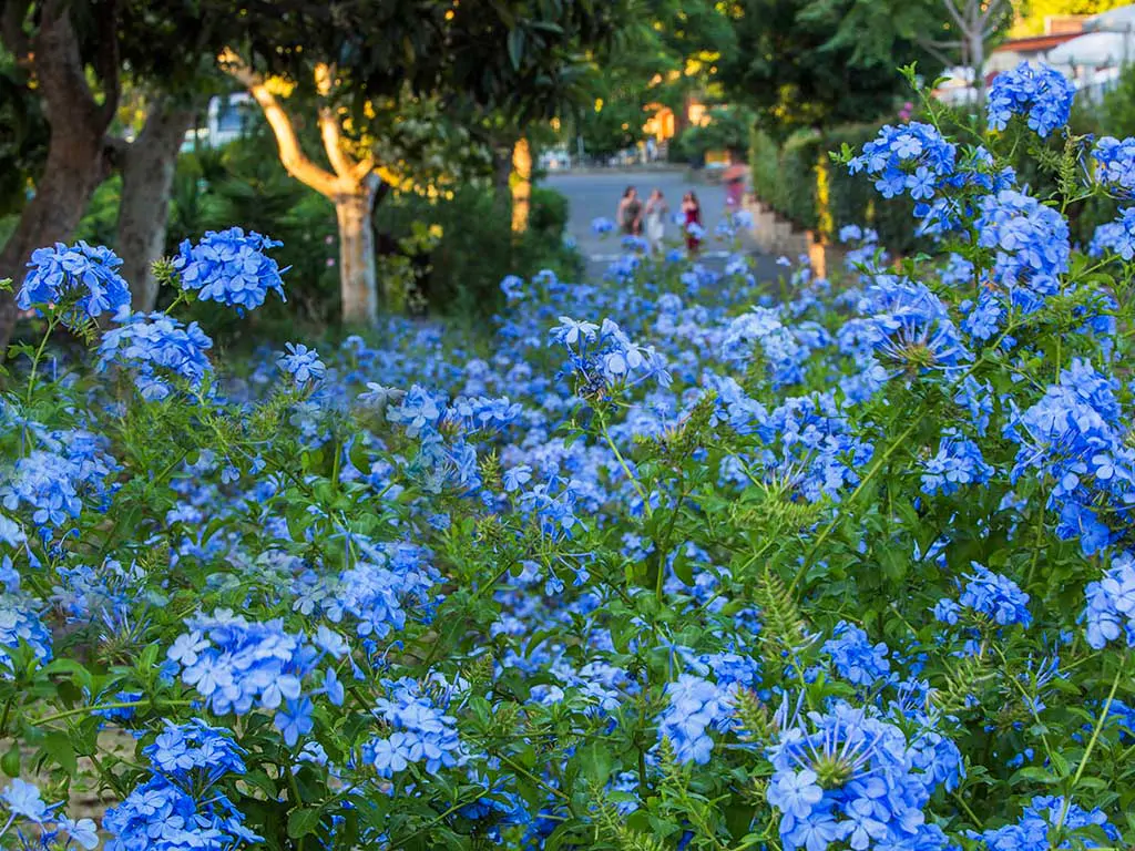 roma-camping-in-town-garden