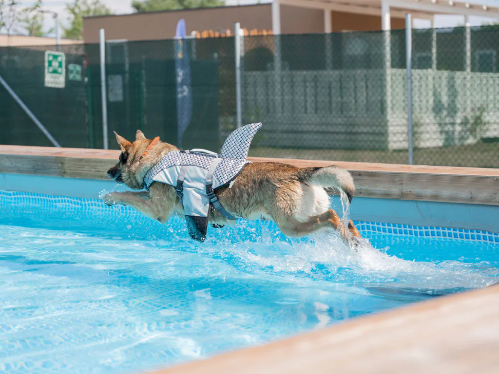 romagna-family-village-dog-jumping-pool
