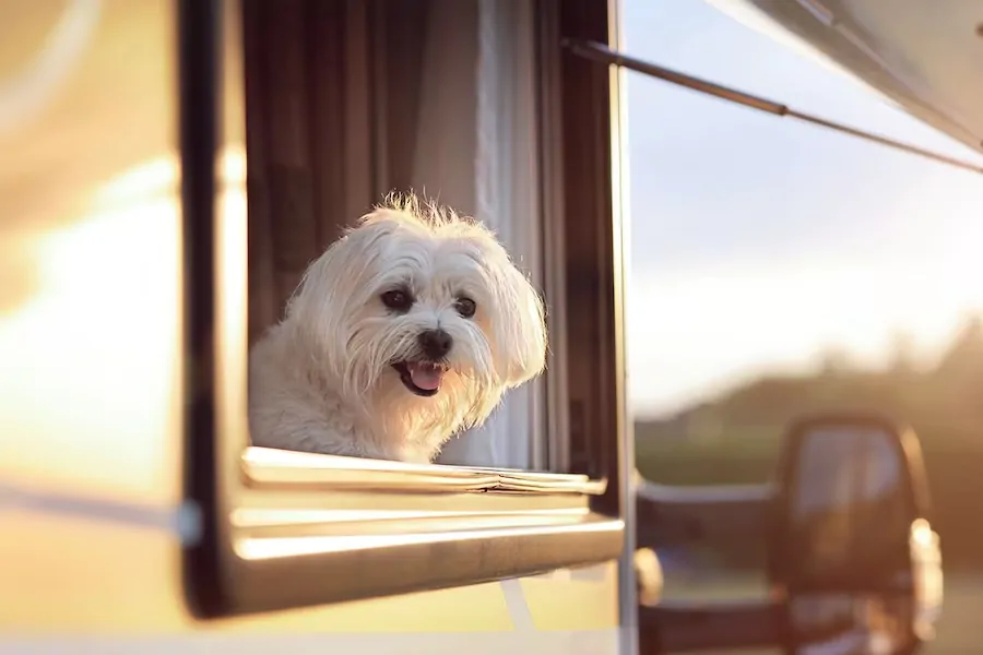dog-in-the-window