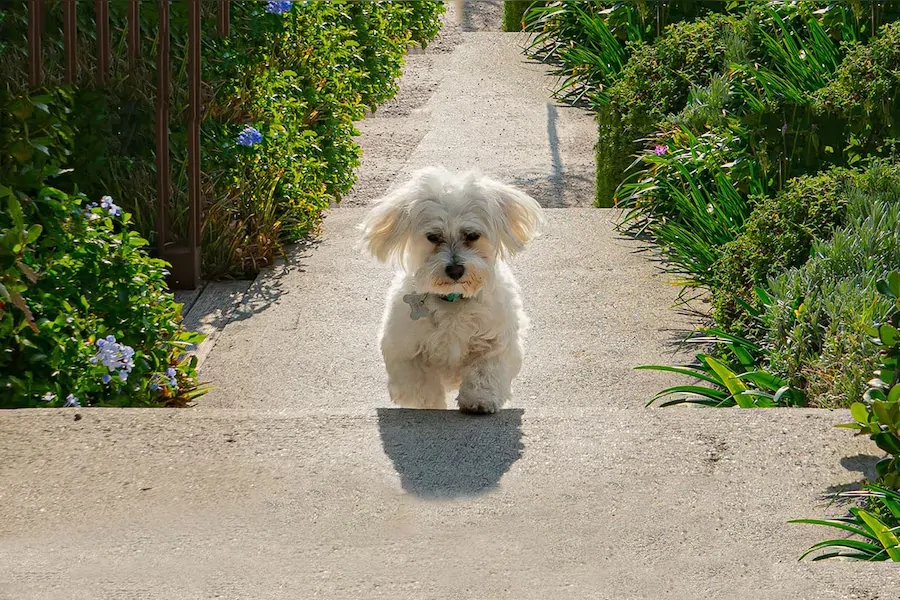 dog-steps