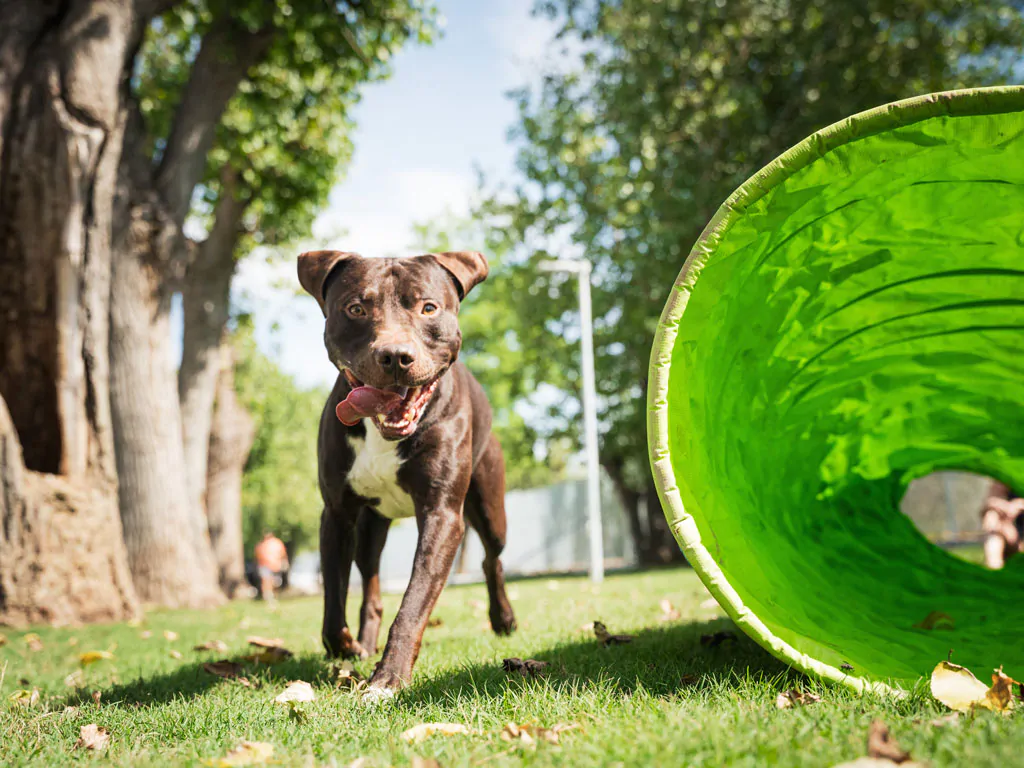 rimini-family-village-dogs-activities-i