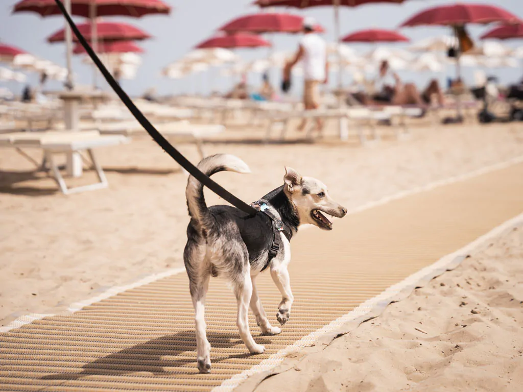 rimini-family-village-dogs-beach