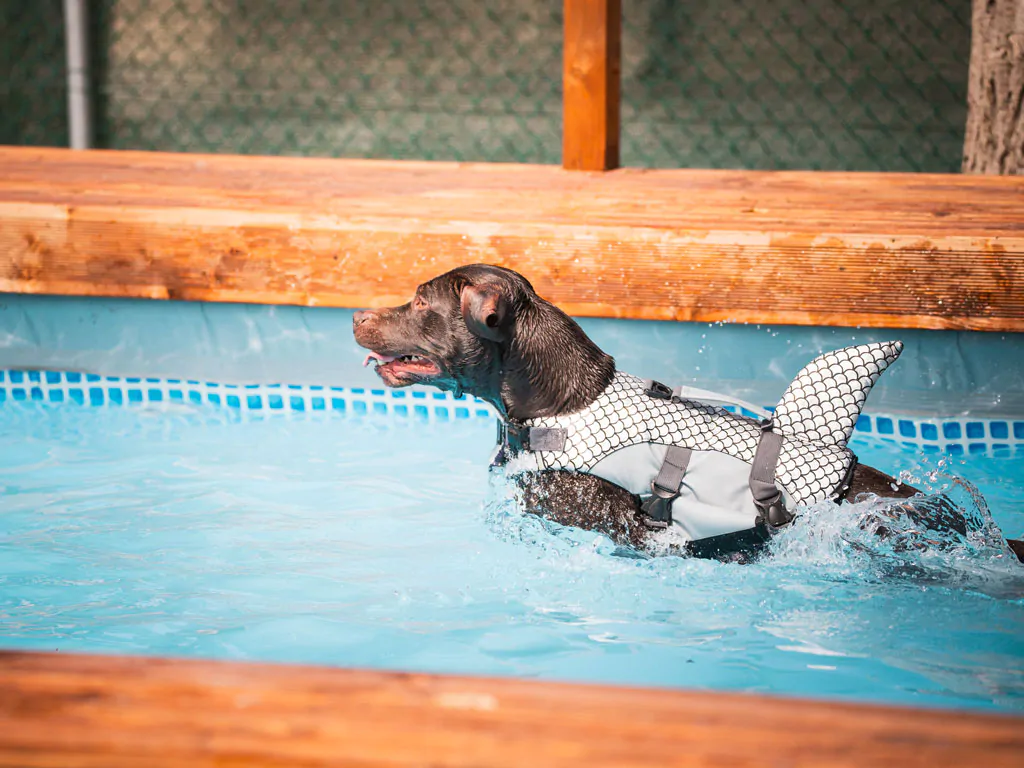 rimini-family-village-dogs-pool