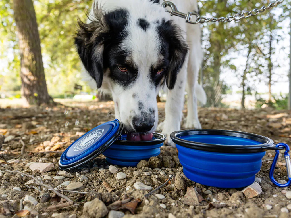 risacca-family-camping-village-dog-park-ii