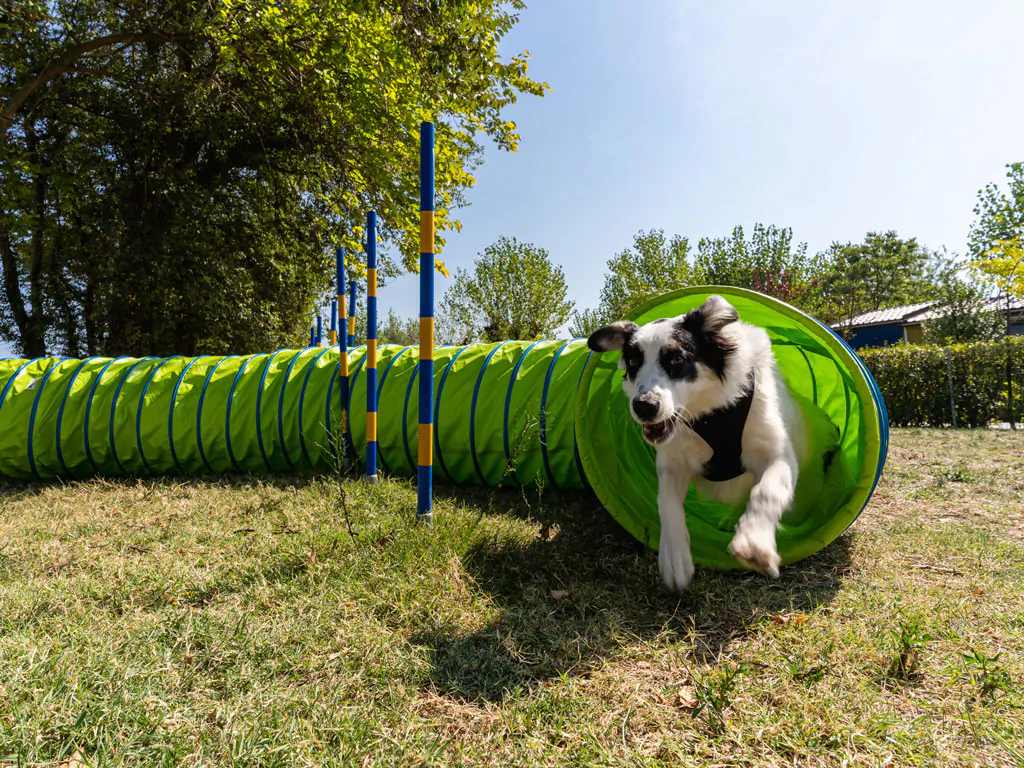 risacca-family-camping-village-dog-park