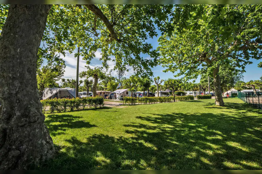 tent-drive-way-trees