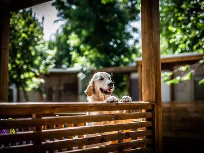 mobile-home-comfort-pet-villaggio-san-francesco-exterior-dog