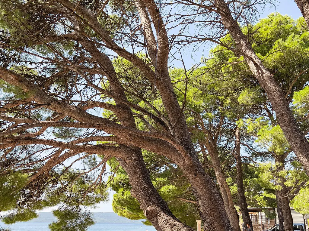 camping-dole-beach-v