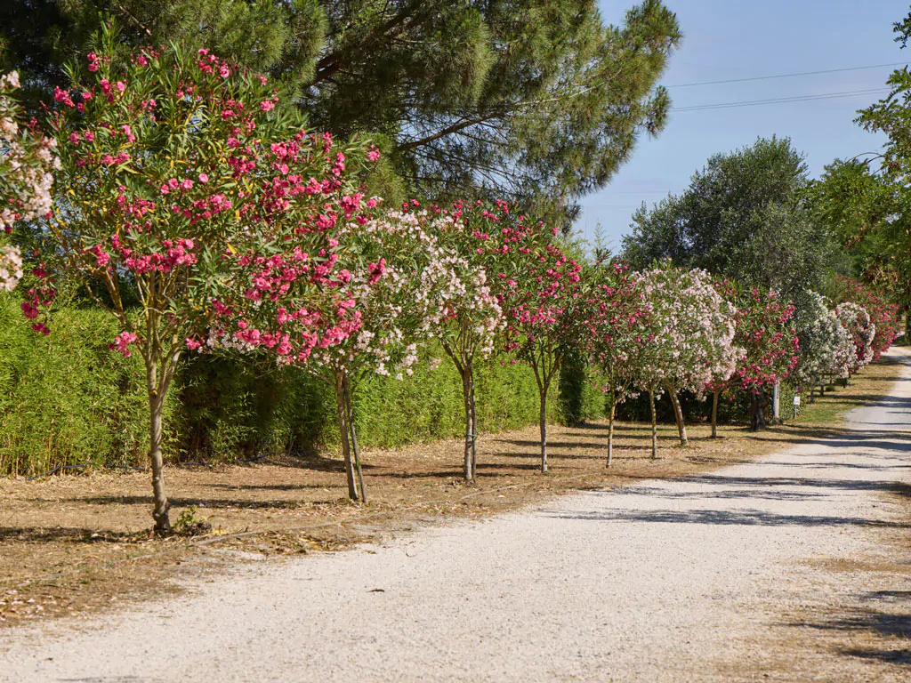camping-costa-d-argento-park-with-flower