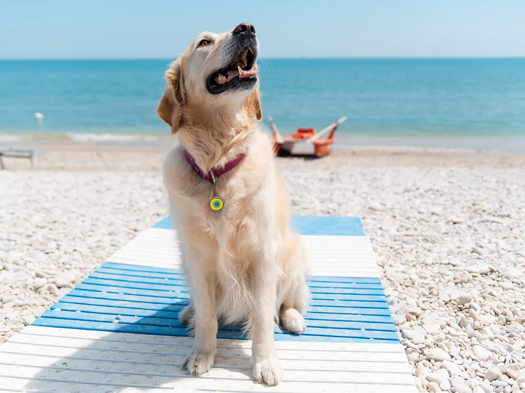 tenuta-primero-dog-beach