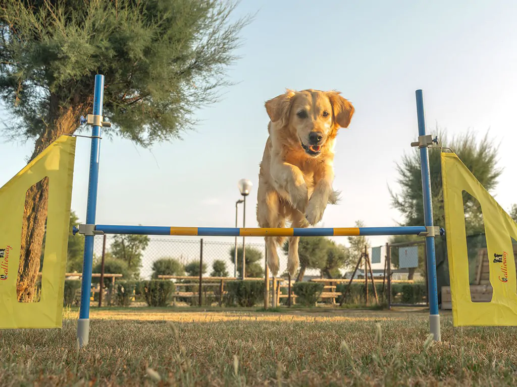 tenuta-primero-dog-friendly