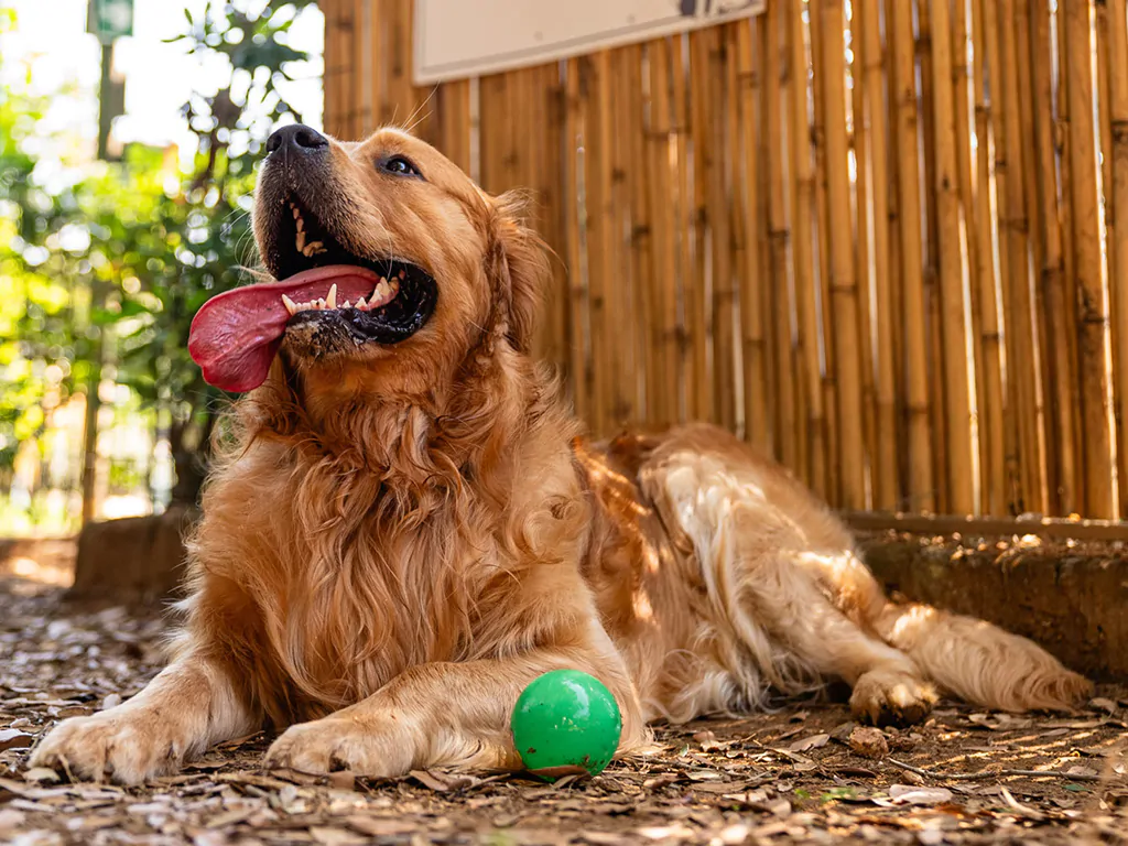 tenuta-primero-dog-play-time