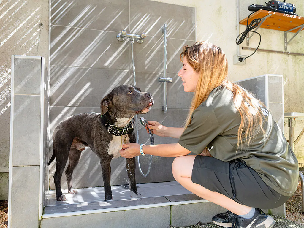 tenuta-primero-dog-washing-space
