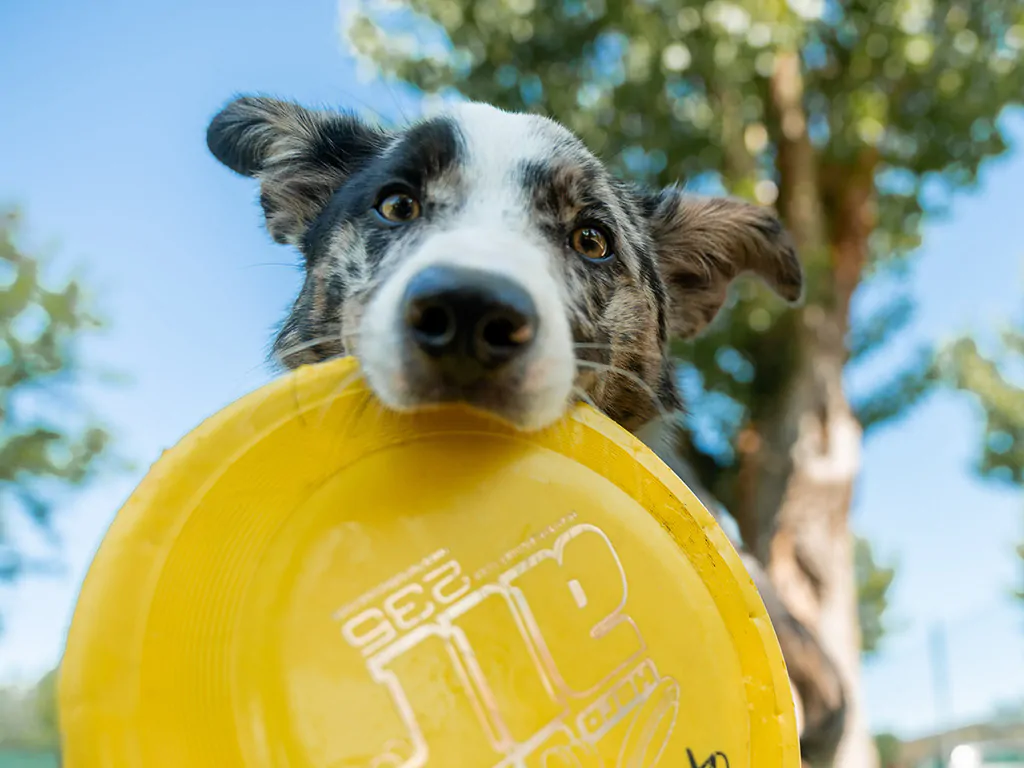 tenuta-primero-happy-dog