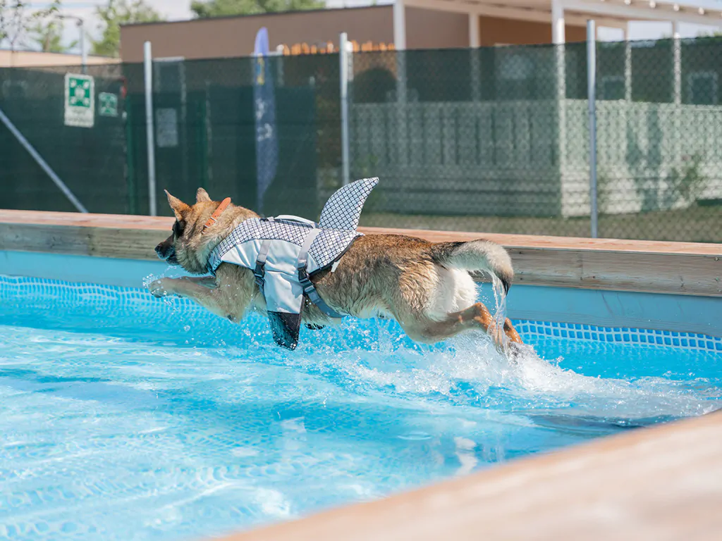 tenuta-primero-pool-for-dogs